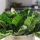 Spinach