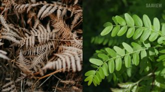 Deadhead Spent Blooms: A Simple Guide to Healthier Plants