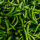 Green bell pepper