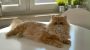 How to Fix Common Cat Problems at Home