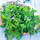 Parsley