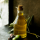 Olive oil