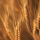 Whole grain