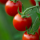 Cherry tomatoes