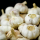 Cloves garlic